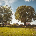 krüsellinde krüselinde am blühen im spätsommer